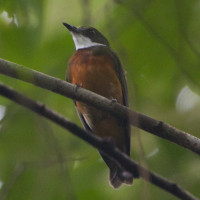 Yellow-crowned Manakin